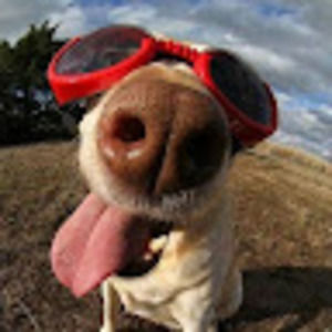 Meet your Posher, Ella